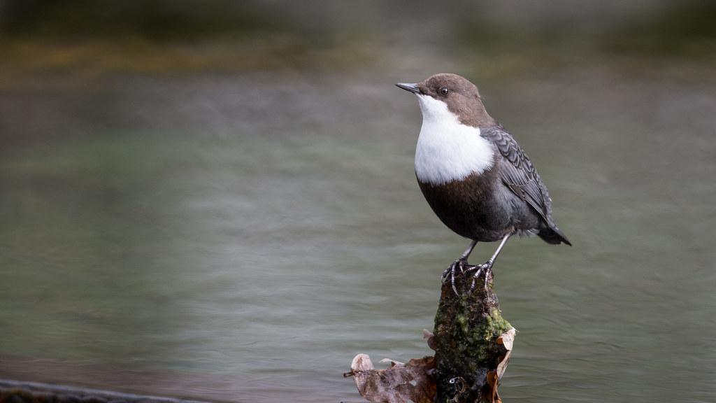 OISEAUX AQUATIQUES Types Caract ristiques Noms Et Exemples oiseaux-aquatiques-types-caract-ristiques-noms-et-exemples