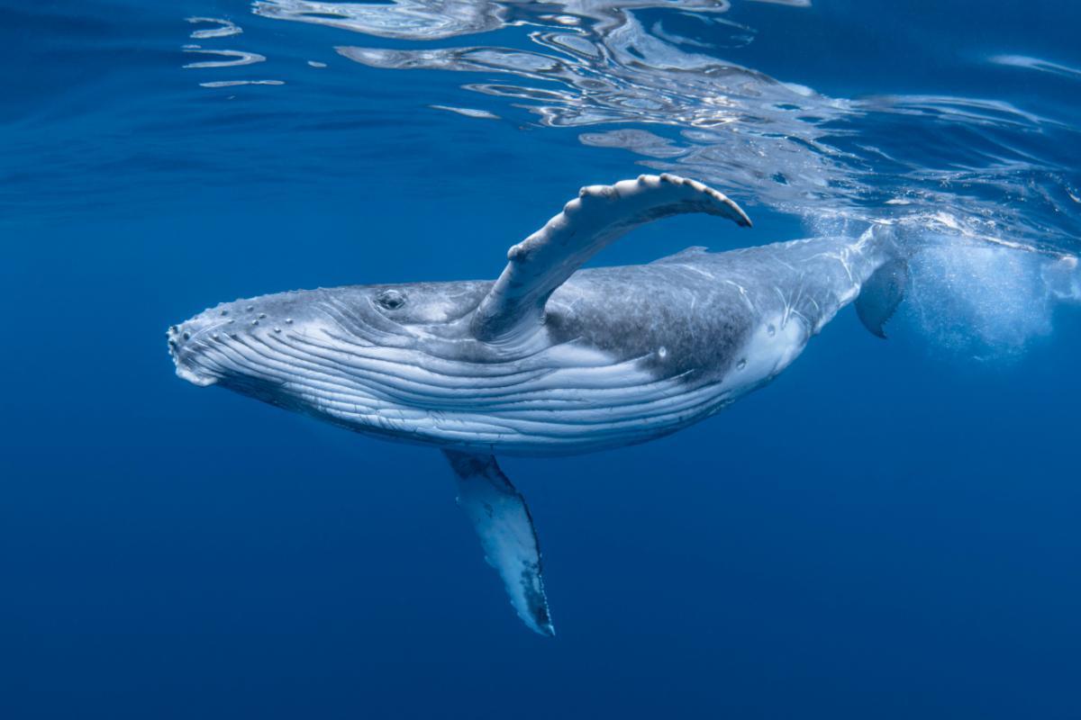 Durée de vie des baleines