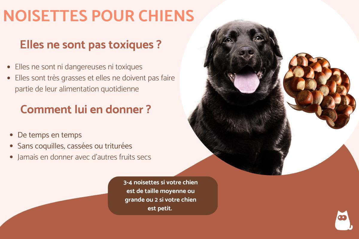 Mon chien peut-il manger des noisettes ?