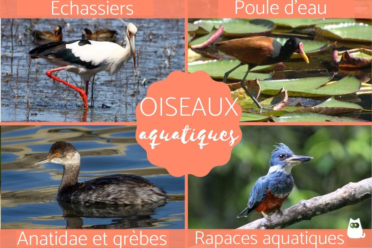 Oiseau aquatique - Types, caractéristiques, noms et exemples
