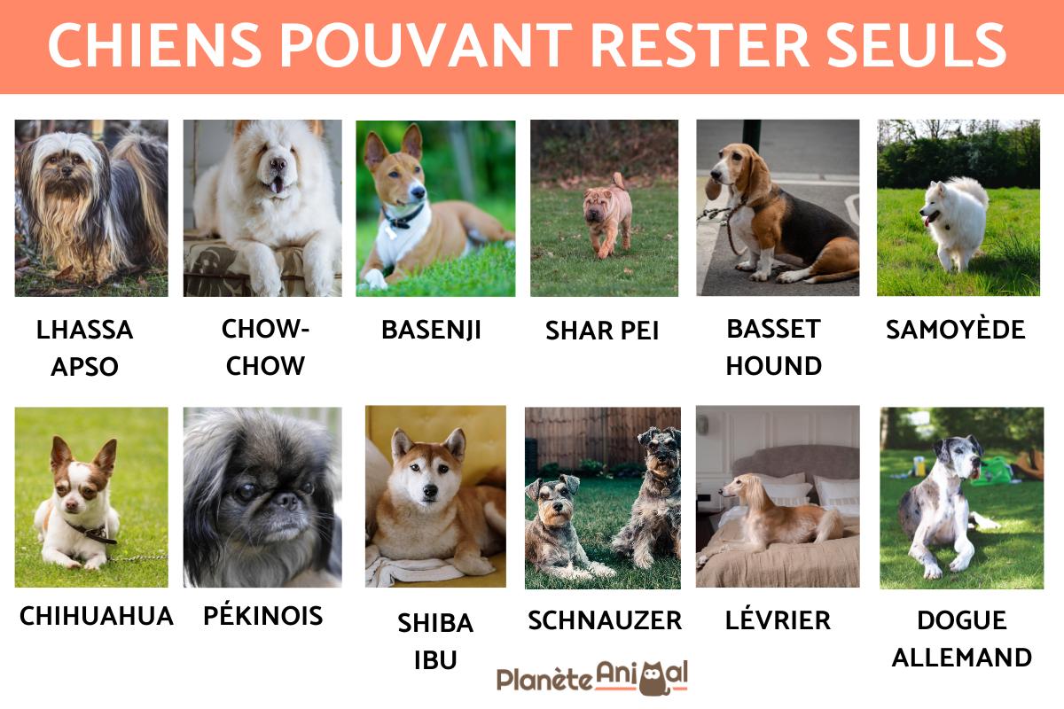 Chien 6 Lettresnull