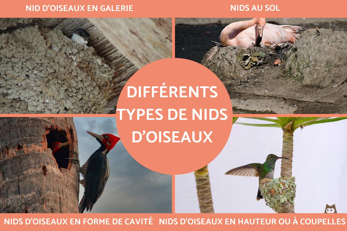 Différents types de nids d'oiseaux