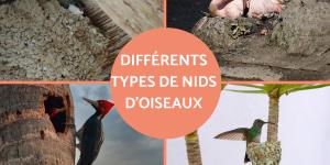 Différents types de nids d'oiseaux