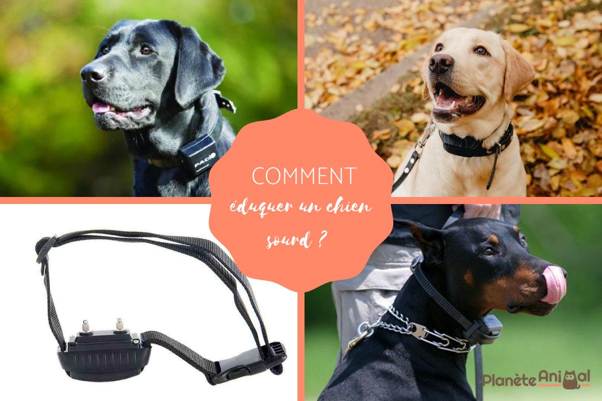 Chien sourd - Comment l'éduquer avec un collier vibrant ?