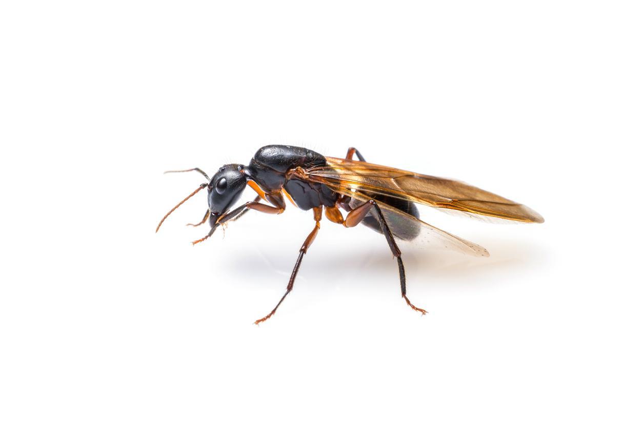 Fourmis volantes Types et caractéristiques — free download