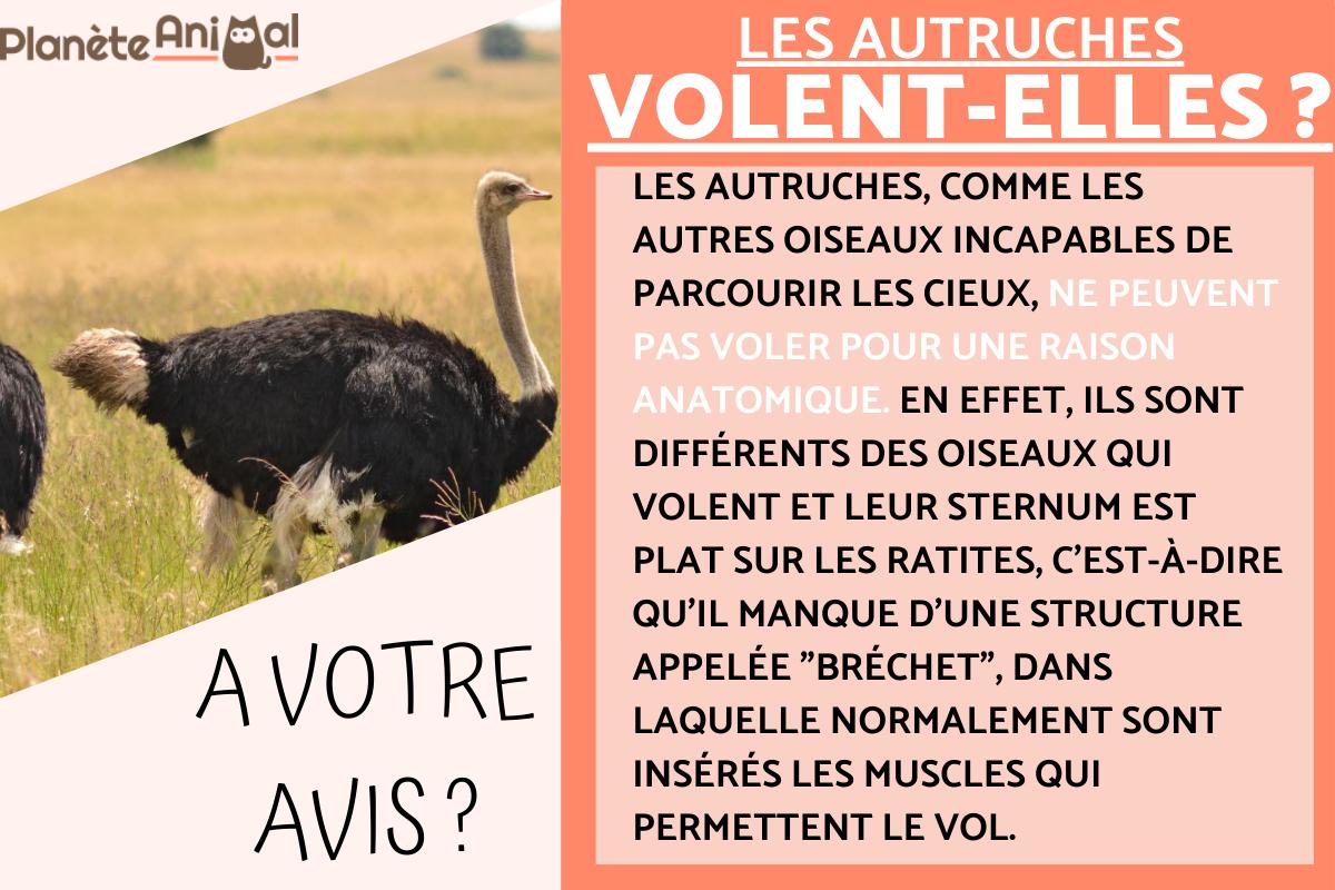 Les autruches volent-elles ?