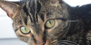 Convulsion du chat - Causes, traitement et que faire