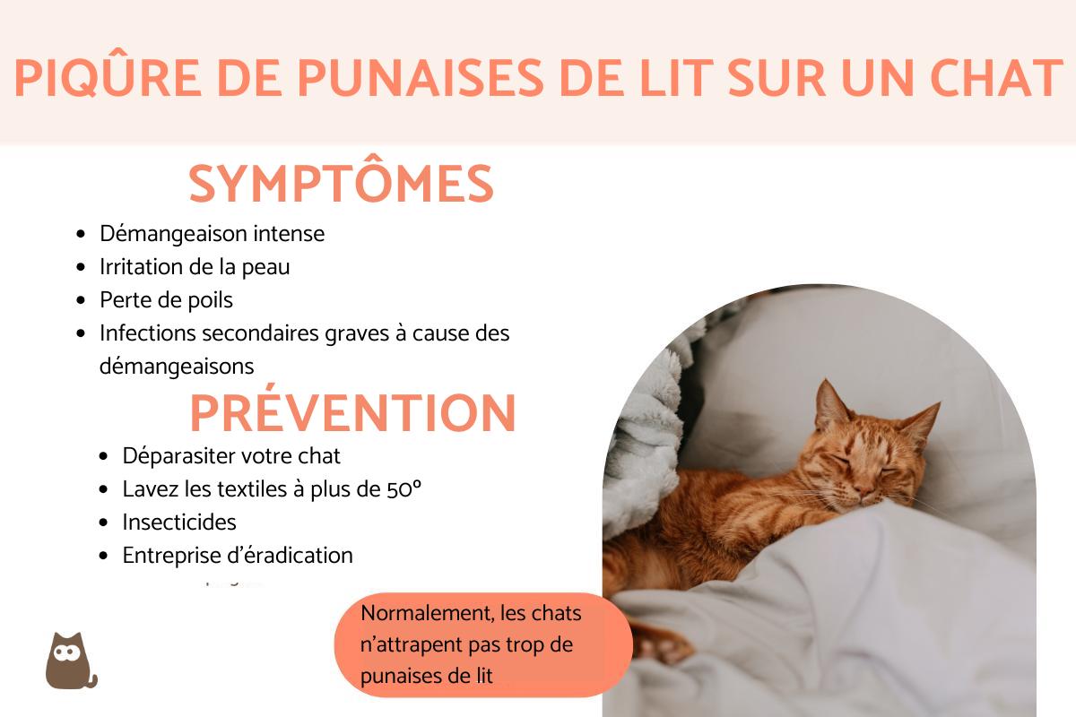 Piqûre de punaise de lit sur un chat Symptômes et traitement — free download
