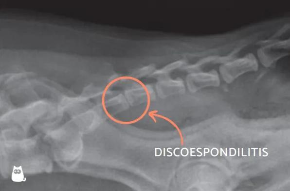 Pourquoi mon chien hurle de douleur - Infection de la colonne vertébrale