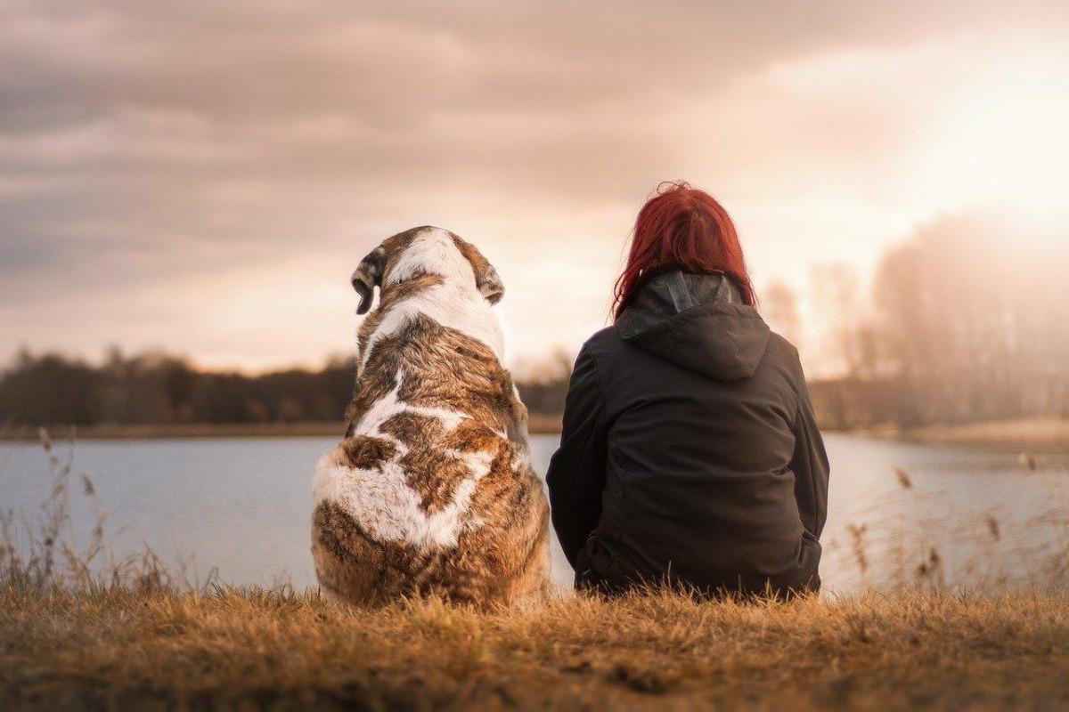 Je ne peux plus garder mon chien - Comment faire ?
