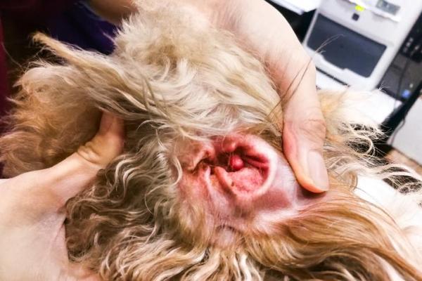 Pourquoi mon chien hurle de douleur - Otite