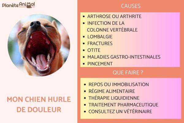 Pourquoi mon chien hurle de douleur