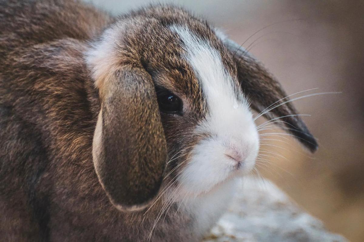 Peut-on donner de la banane à un lapin ?