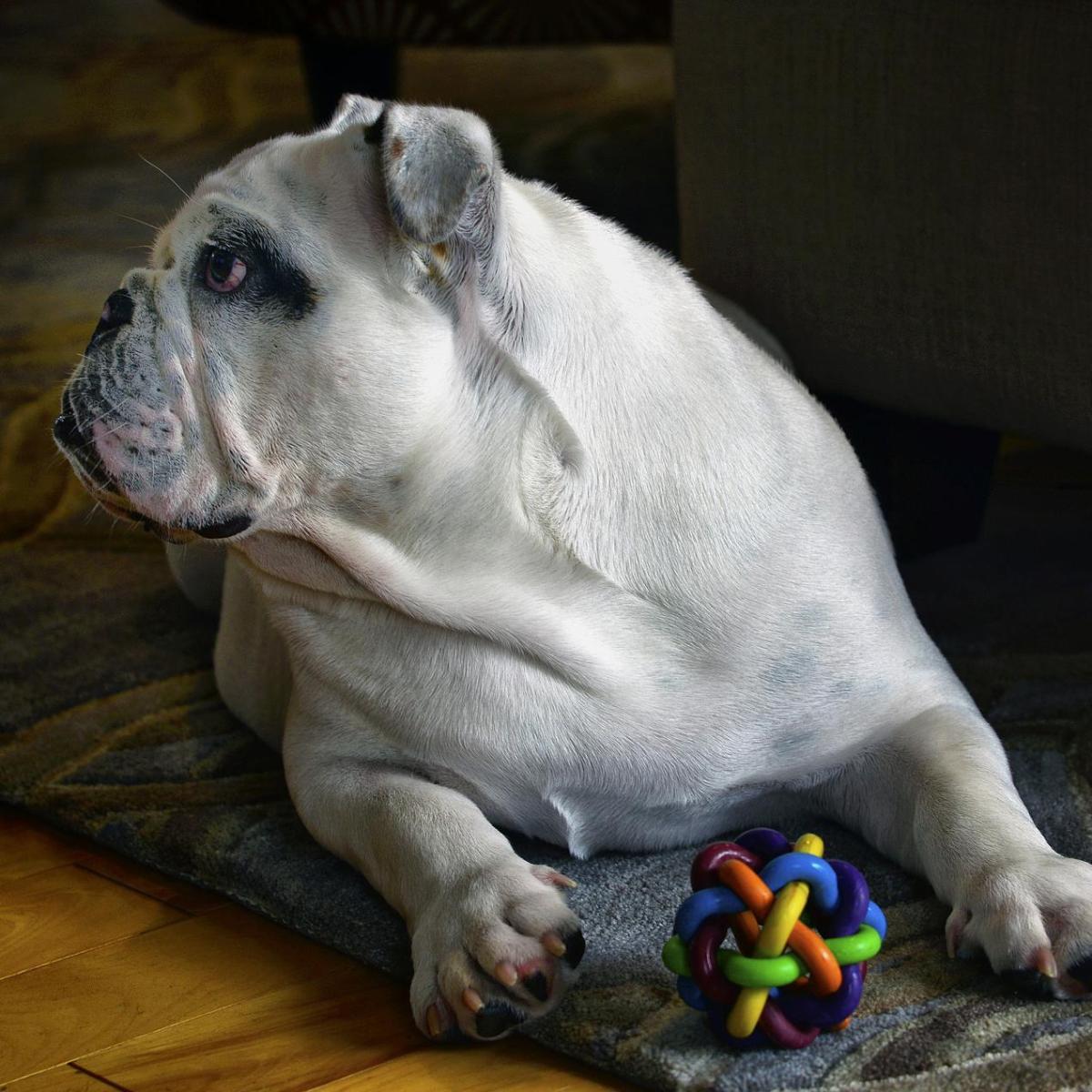 Pourquoi mon chien est-il possessif avec les jouets