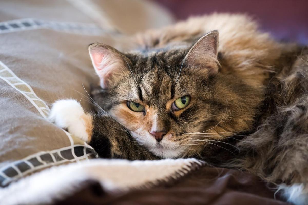 Verrue chez le chat - Types, causes et traitement