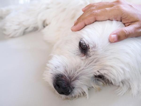 Chien qui tremble de la tête - Causes et que faire