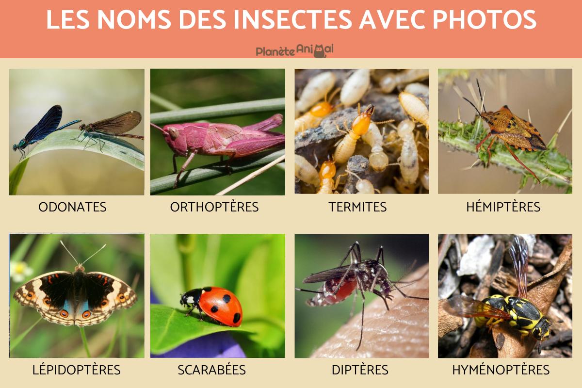 Les noms des insectes avec photos