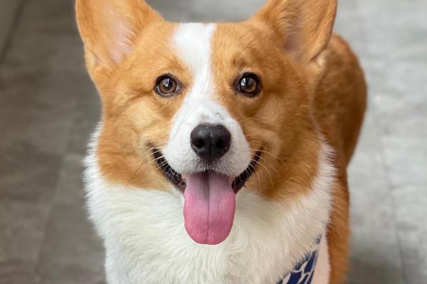 Pourquoi un chien tire la langue ? - Parce qu'il est heureux