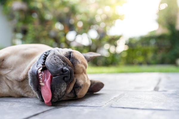 Pourquoi un chien tire la langue ? - Pour se détendre