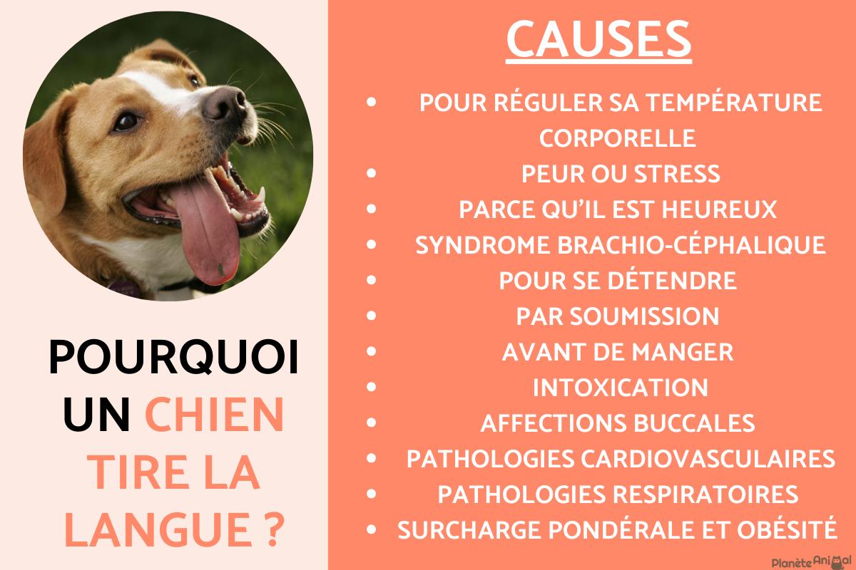 Pourquoi un chien tire la langue ?
