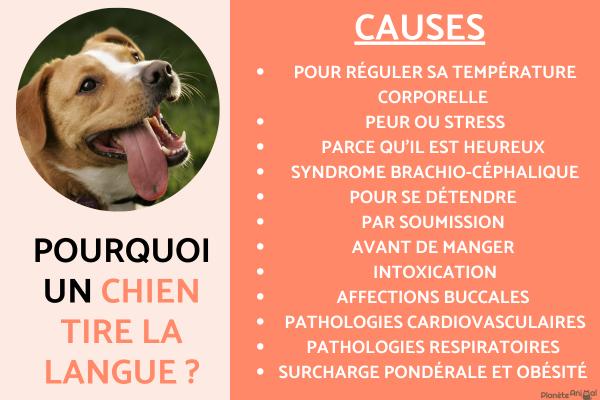 Pourquoi un chien tire la langue ?