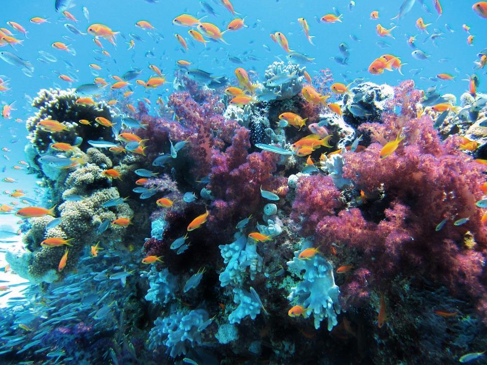 Comment se reproduisent les poissons ? Guide complet