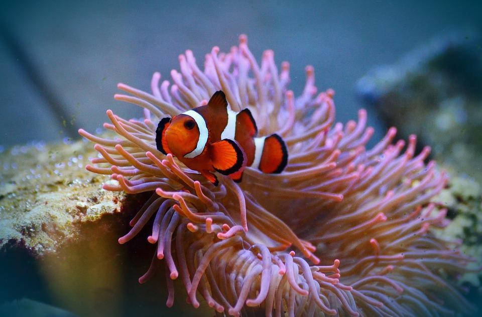 Comment se reproduisent les poissons ? Guide complet