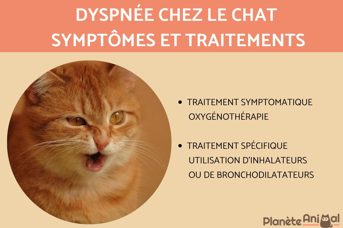 Dyspnée chez le chat : symptômes et traitements