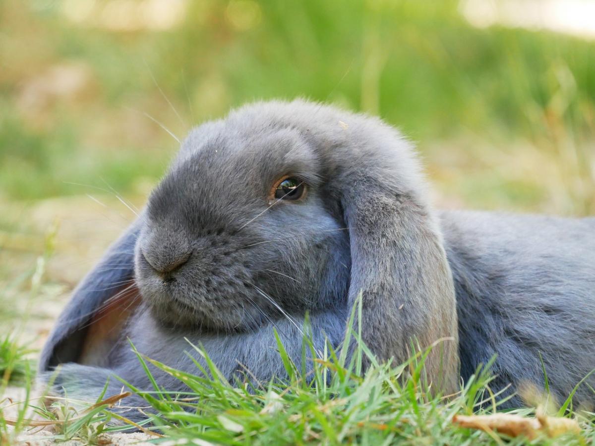 Coccidiose chez les lapins : symptômes et traitement