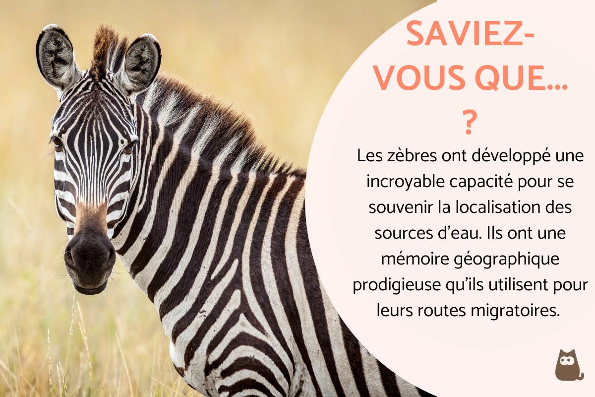 Exposé sur le zèbre