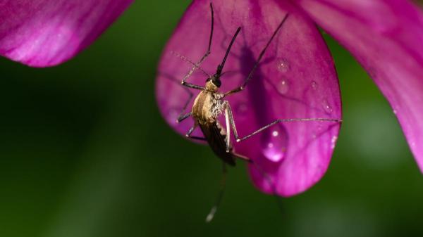 A quoi servent les moustiques ? - L'utilité du moustique dans la pollinisation 