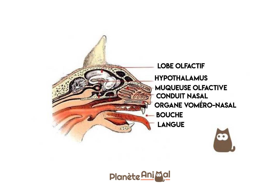 Pourquoi mon chat se frotte partout ? À découvrir