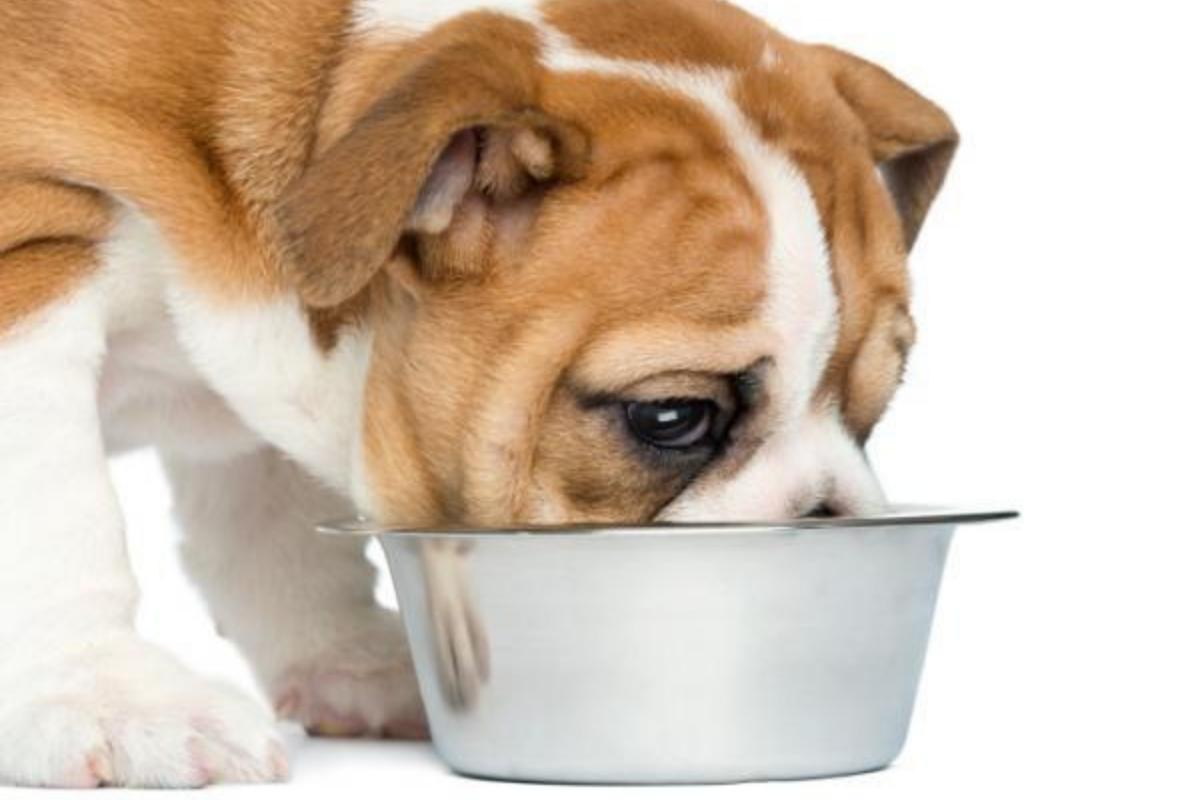 Alimentation du chien équilibrée