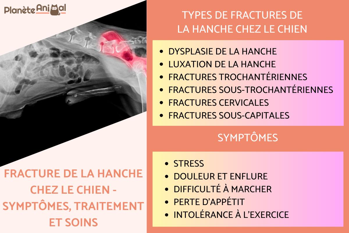 Fracture de la hanche chez le chien - Symptômes et traitement