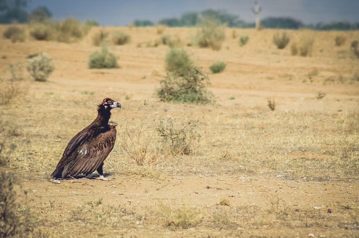 Quel est le plus GRAND OISEAU du MONDE ? Liste de GRANDS et GROS OISEAUX