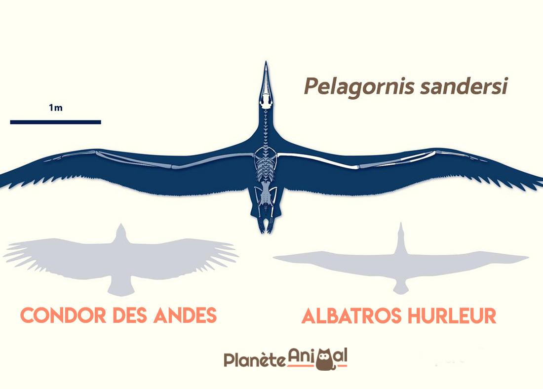 Quel est le plus GRAND OISEAU du MONDE ? Liste de GRANDS et GROS OISEAUX