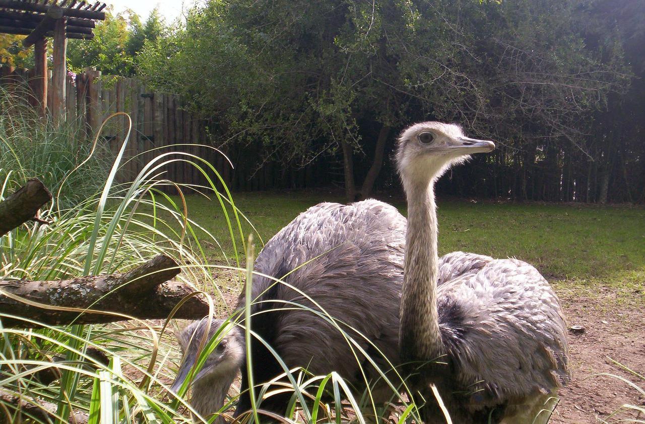 Quel est le plus GRAND OISEAU du MONDE ? Liste de GRANDS et GROS OISEAUX