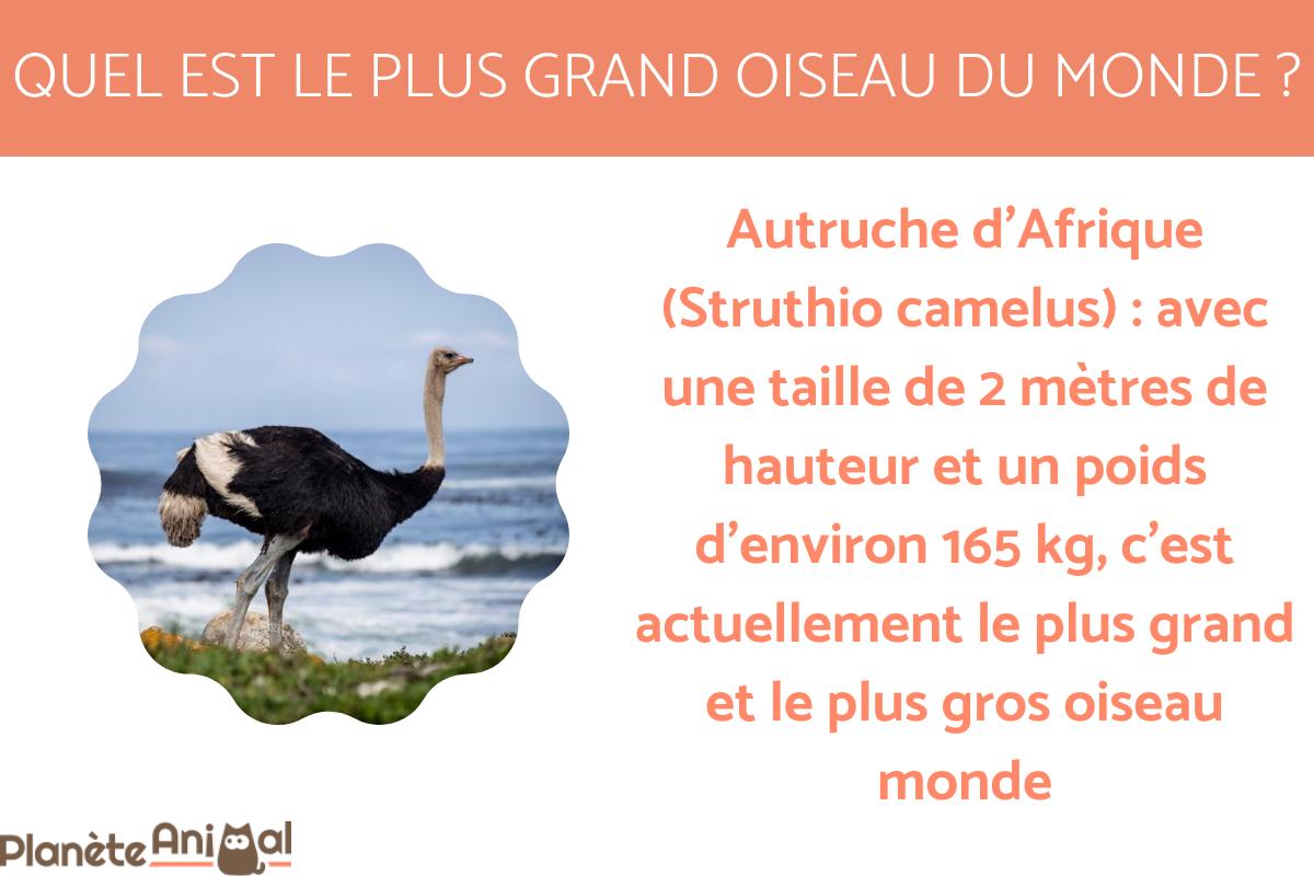 Quel est le plus GRAND OISEAU du MONDE ? Liste de GRANDS et GROS OISEAUX