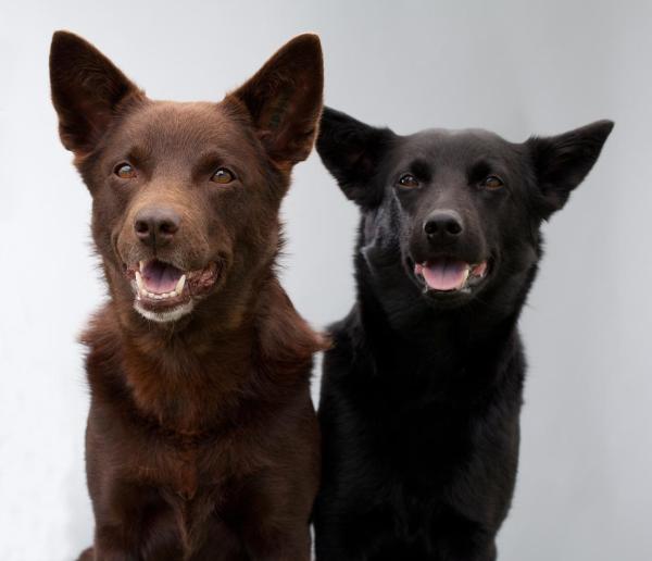 Chien australien - Races et photos - 3. Australian Kelpie