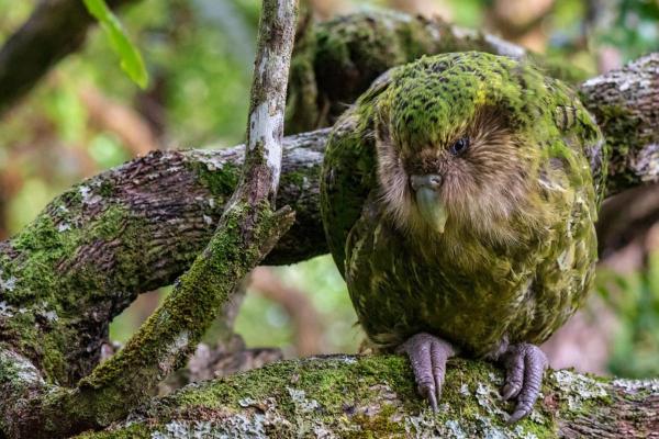 Animaux en K - Kakapo