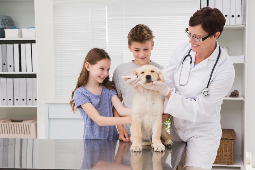 Mon chien a les yeux qui coulent Causes, symptômes et traitement