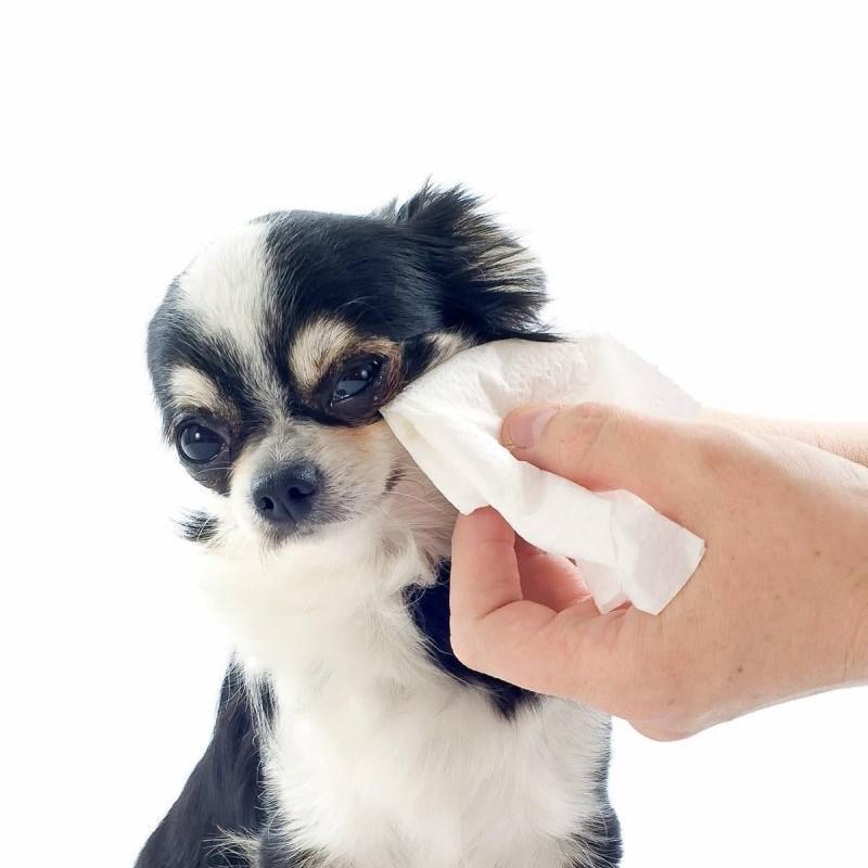 Mon chien a les yeux qui coulent Causes, symptômes et traitement