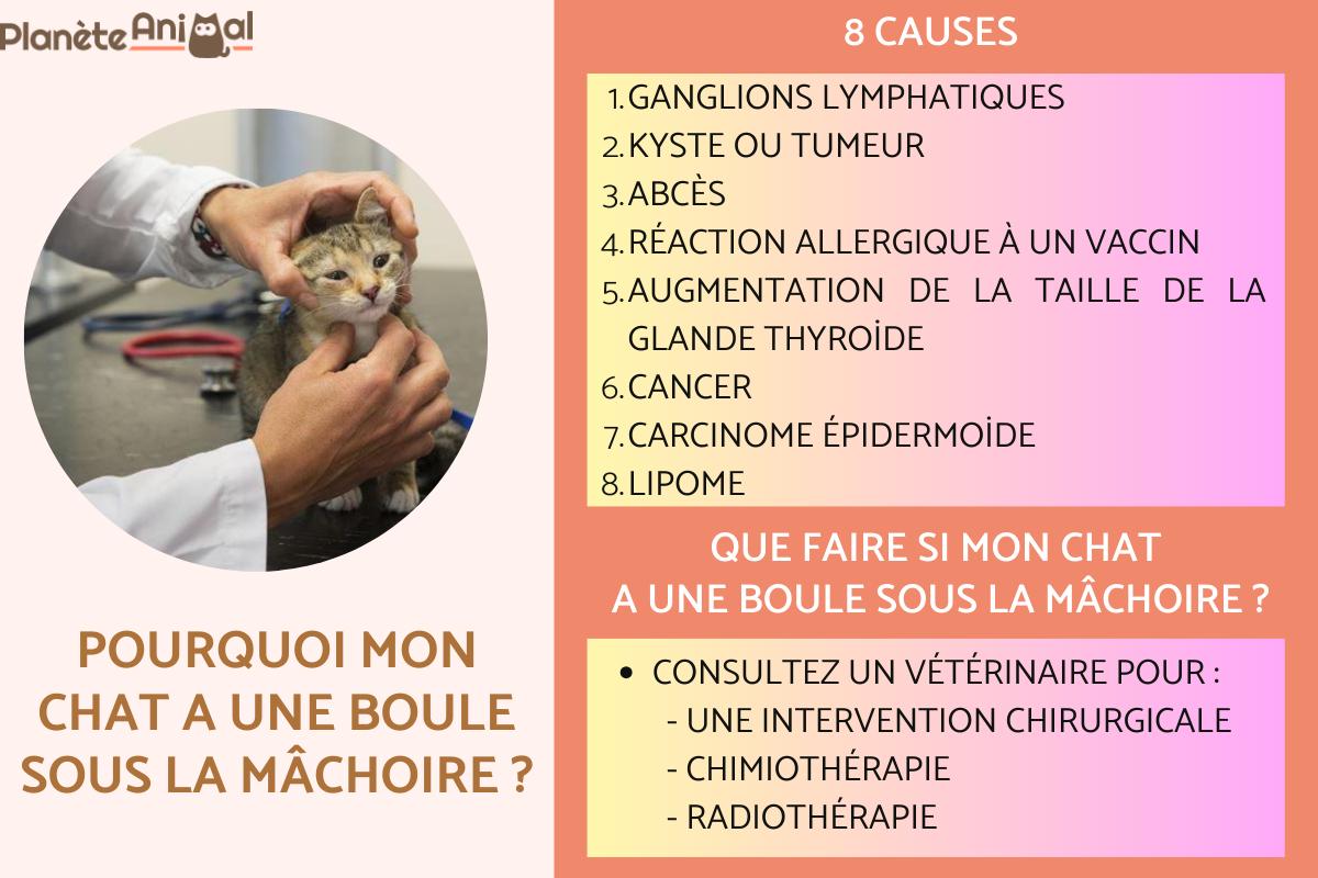 Pourquoi MON CHAT A UNE BOULE SOUS LA MÂCHOIRE ? Causes