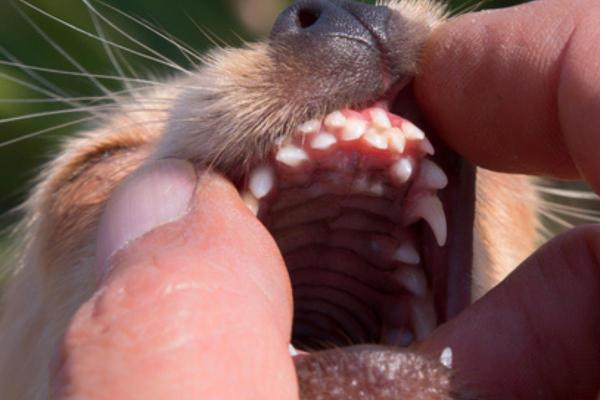 Double dentition chez le chien : Causes et que faire ? - Cause de la double dentition ou chez les chiens