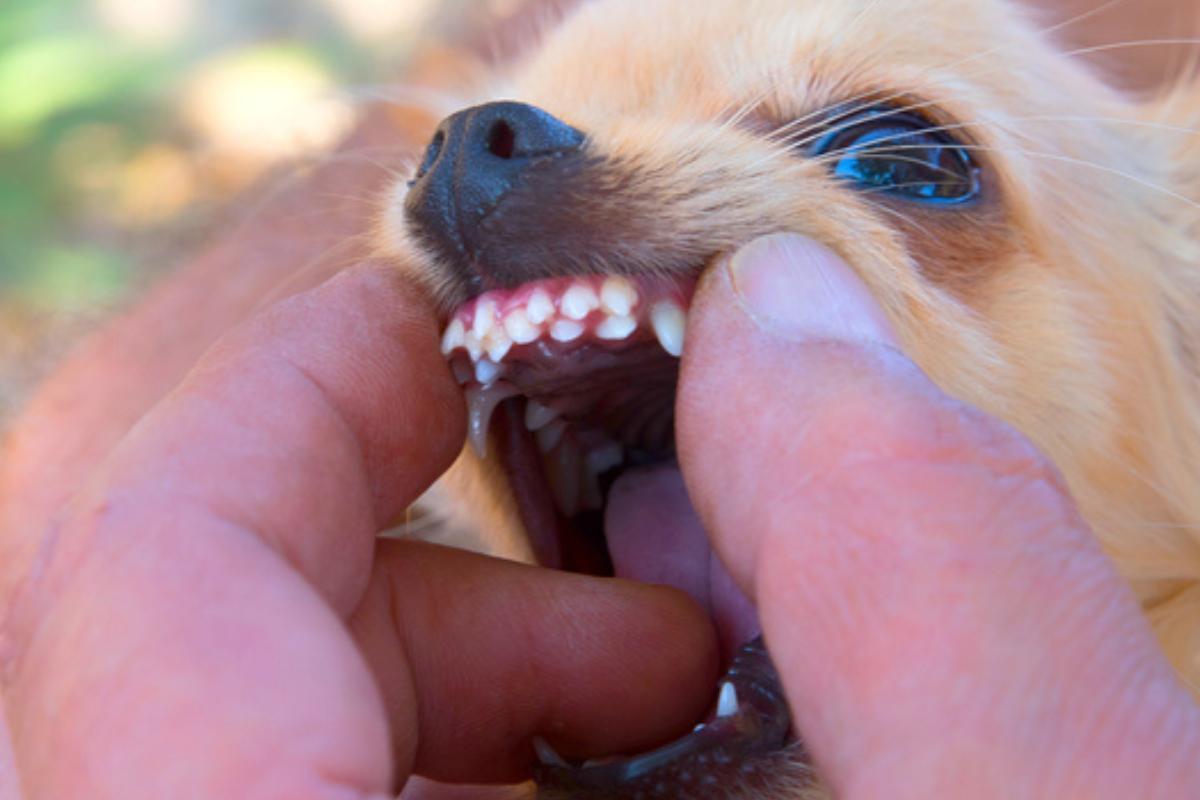 Double dentition chez le chien : Causes et que faire ?