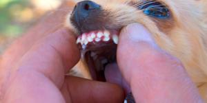 Double dentition chez le chien : Causes et que faire ?