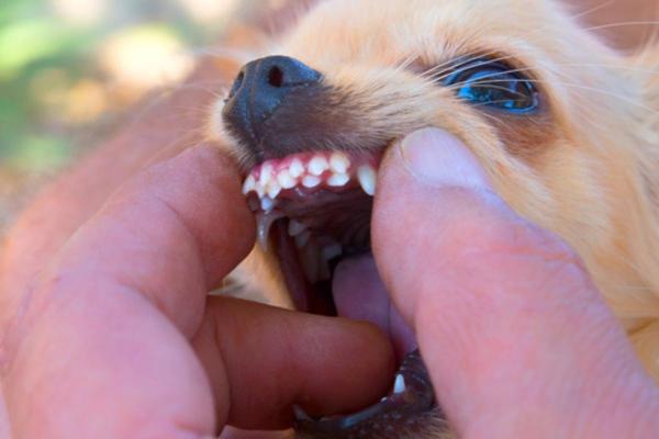 Double dentition chez le chien : Causes et que faire ?