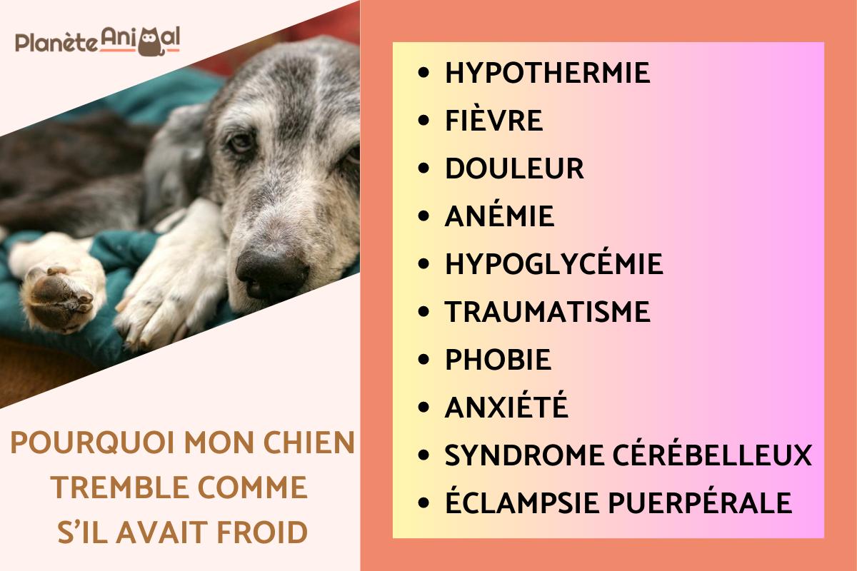 Pourquoi mon chien tremble comme s'il avait froid