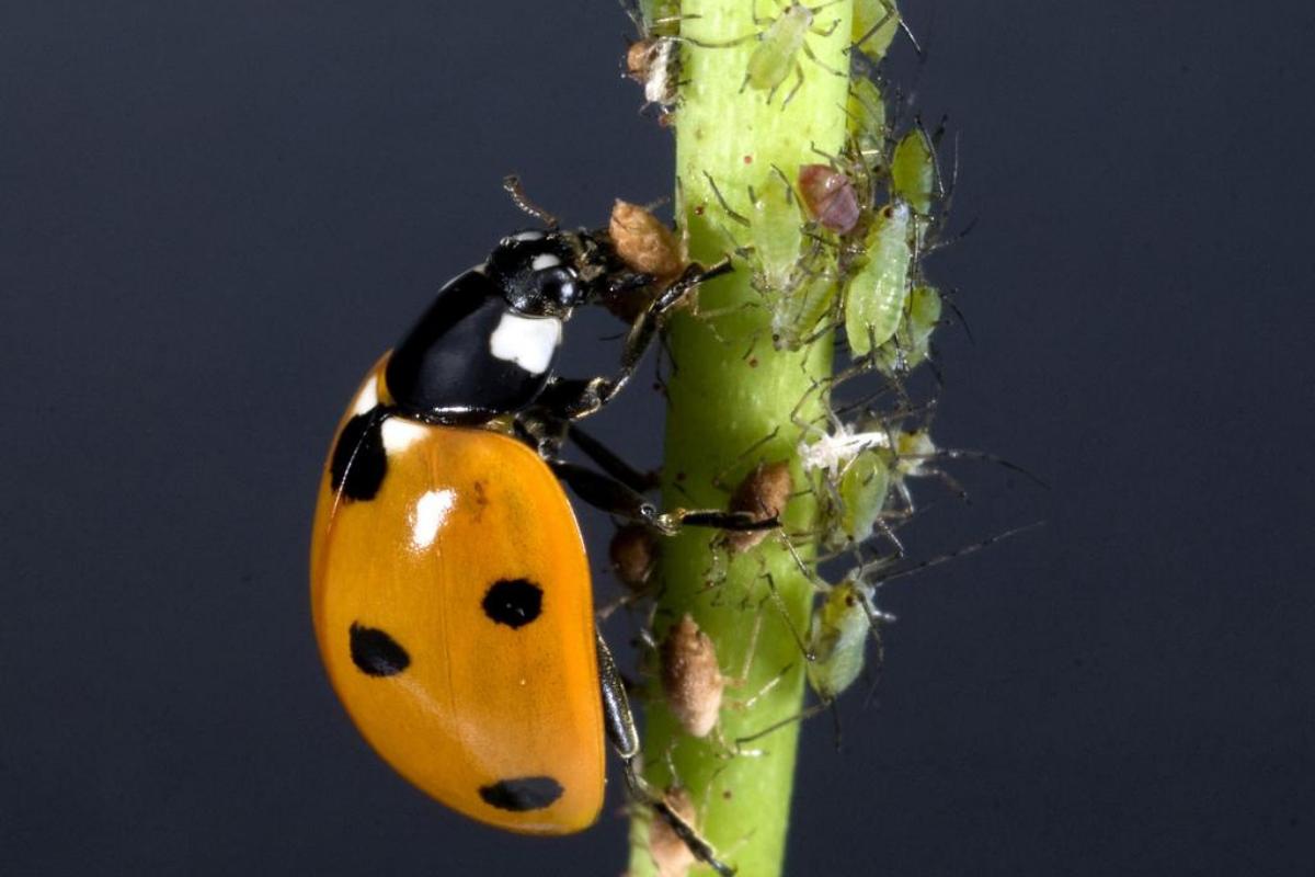 Que mange une coccinelle ?