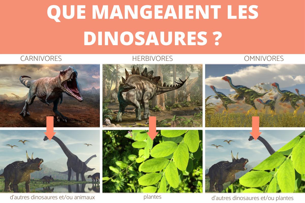 Que mangeaient les dinosaures - Tout sur l'alimentation des dinosaures